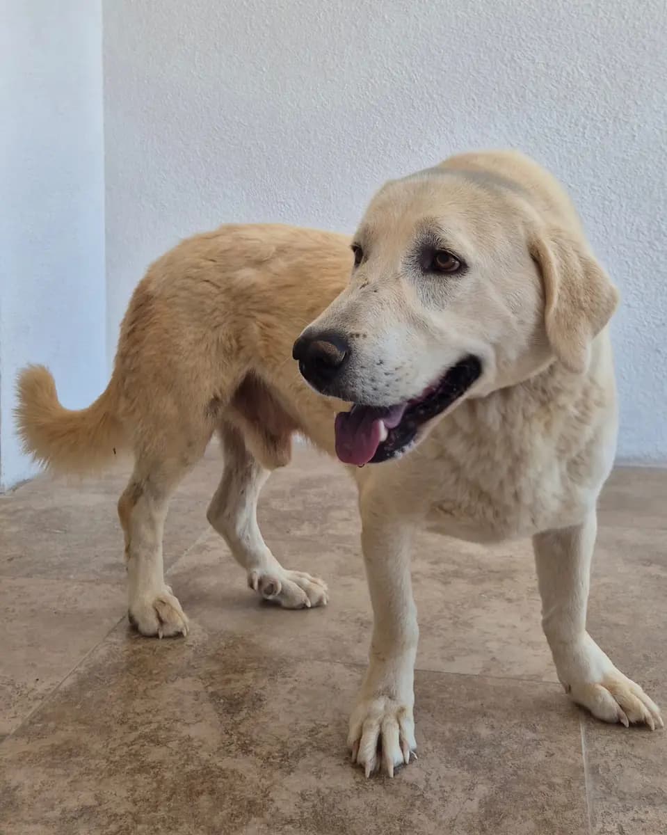Fethiye Yuva Bekleyen Kopek 5254 Melez Köpek, Muğla
