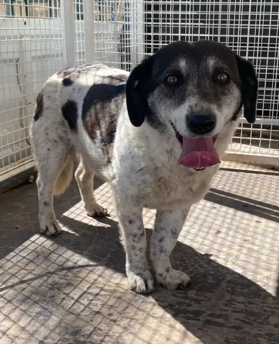 Fethiye Yuva Bekleyen Kopek 5290 Melez Köpek, Muğla