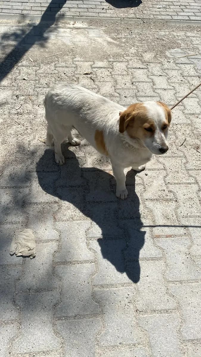 Fethiye Yuva Bekleyen Kopek 5302 Melez Köpek, Muğla