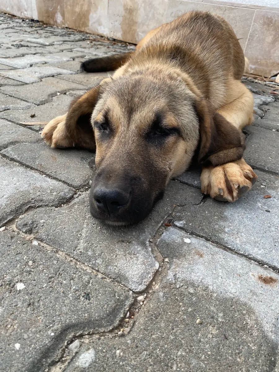 Fethiye Melez Köpek Melez Köpek fotoğrafı