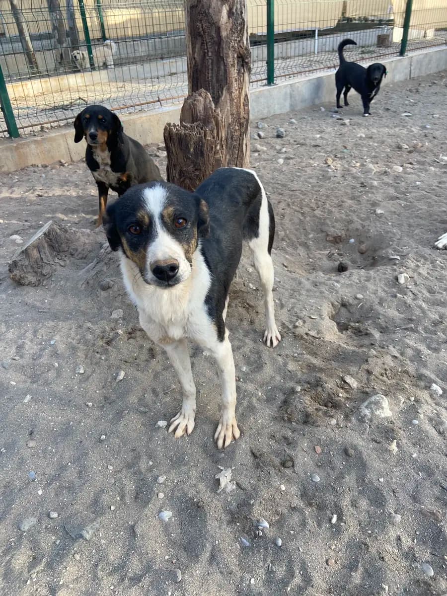 Fethiye Yuva Bekleyen Kopek 55 Melez Köpek, Muğla