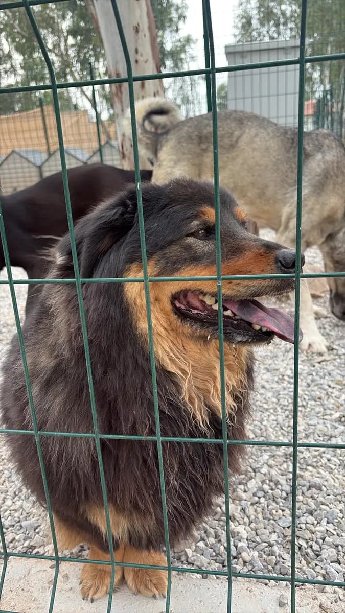 Fethiye Yuva Bekleyen Kopek 5537 Melez Köpek, Muğla