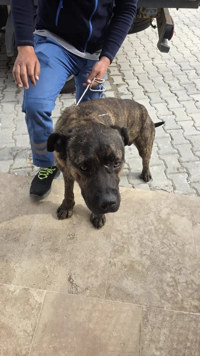 Fethiye Melez Köpek Melez Köpek, Muğla