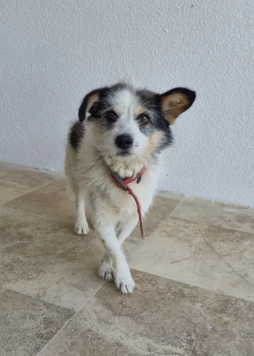 Fethiye Yuva Bekleyen Kopek 5578 Melez Köpek, Muğla