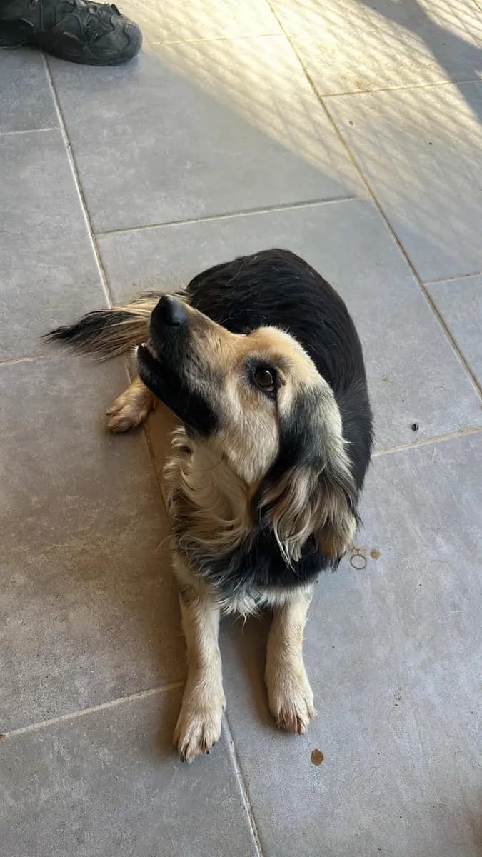 Fethiye Yuva Bekleyen Kopek 5631 Melez Köpek, Muğla