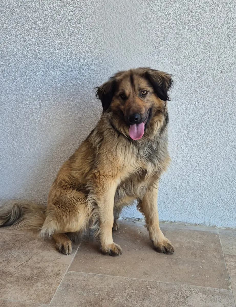 Fethiye Yuva Bekleyen Kopek 5655 Melez Köpek, Muğla