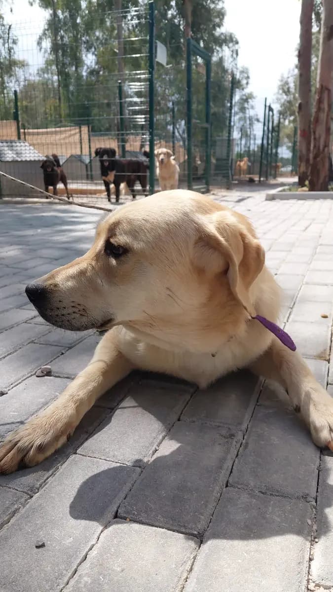 Fethiye Yuva Bekleyen Kopek 5684 Melez Köpek, Muğla