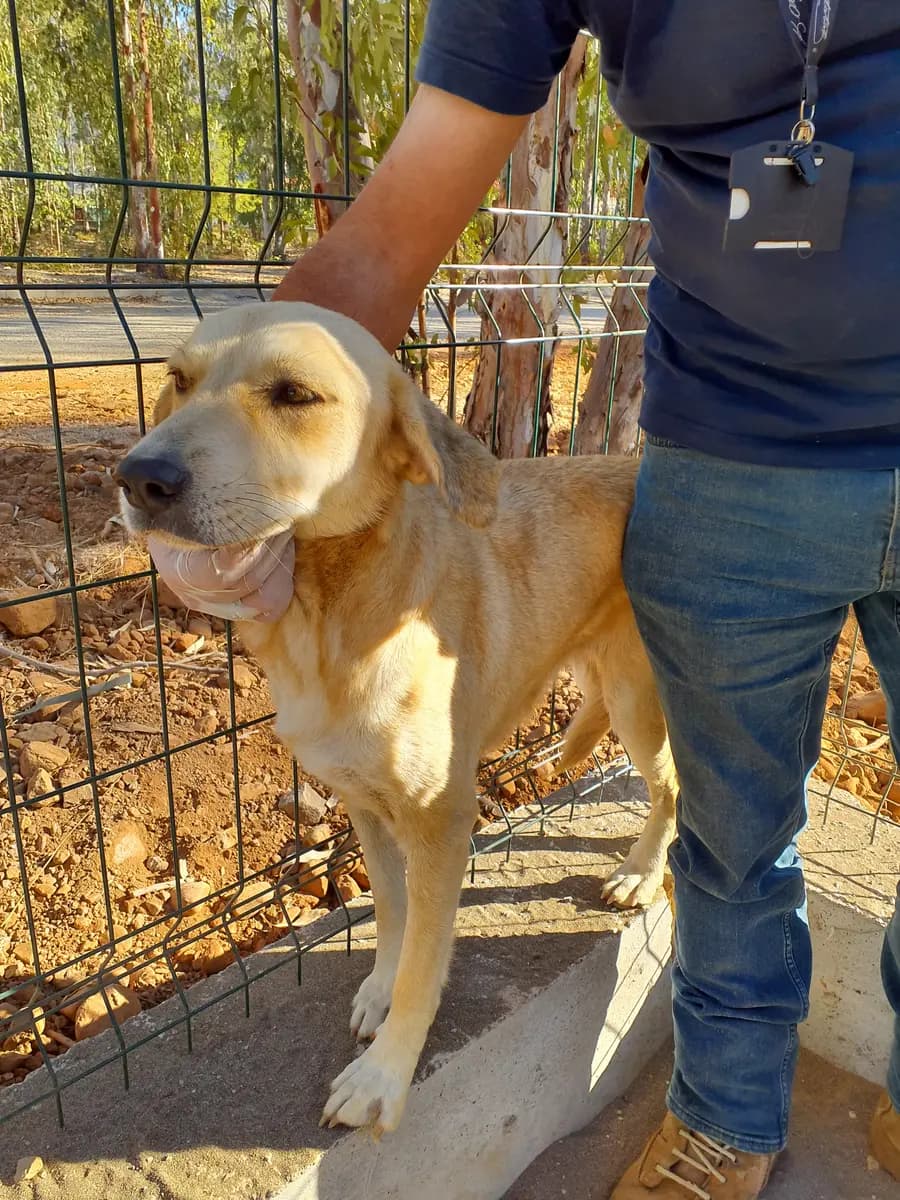 Fethiye Yuva Bekleyen Kopek 57 Melez Köpek, Muğla