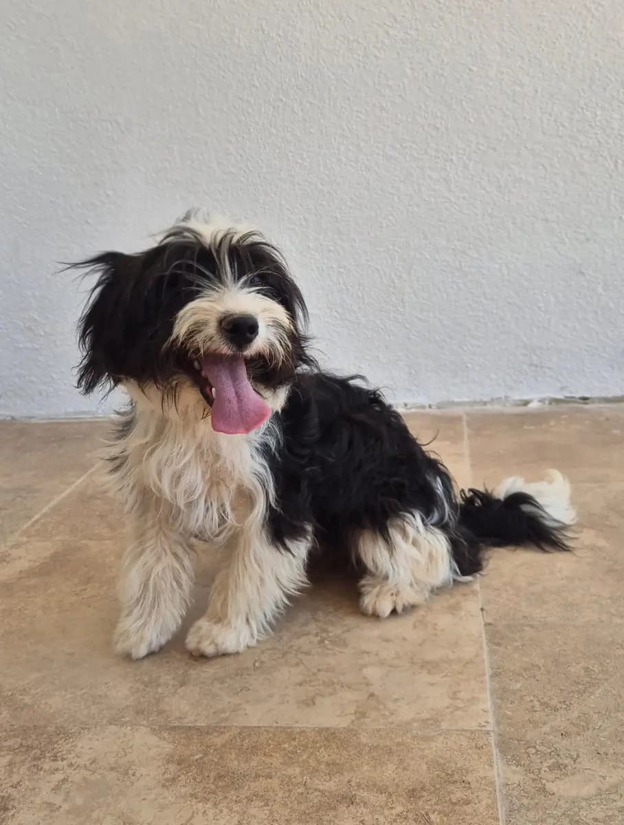 Fethiye Yuva Bekleyen Kopek 5702 Melez Köpek, Muğla