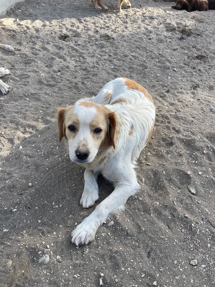 Fethiye Yuva Bekleyen Kopek 572 Melez Köpek, Muğla