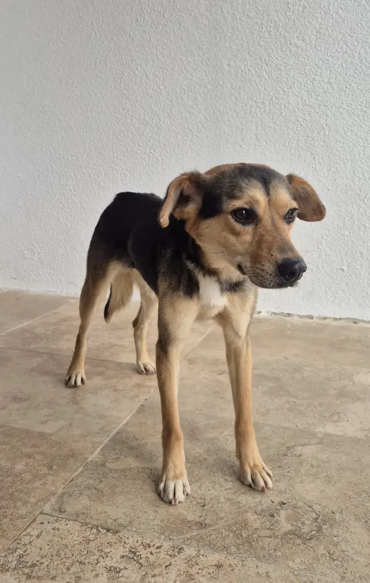Fethiye Yuva Bekleyen Kopek 5726 Melez Köpek, Muğla