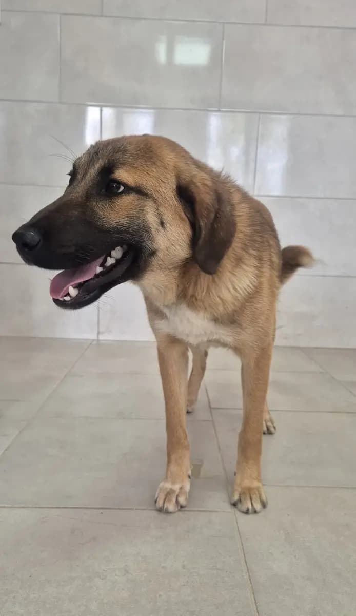 Fethiye Yuva Bekleyen Kopek 5780 Melez Köpek, Muğla