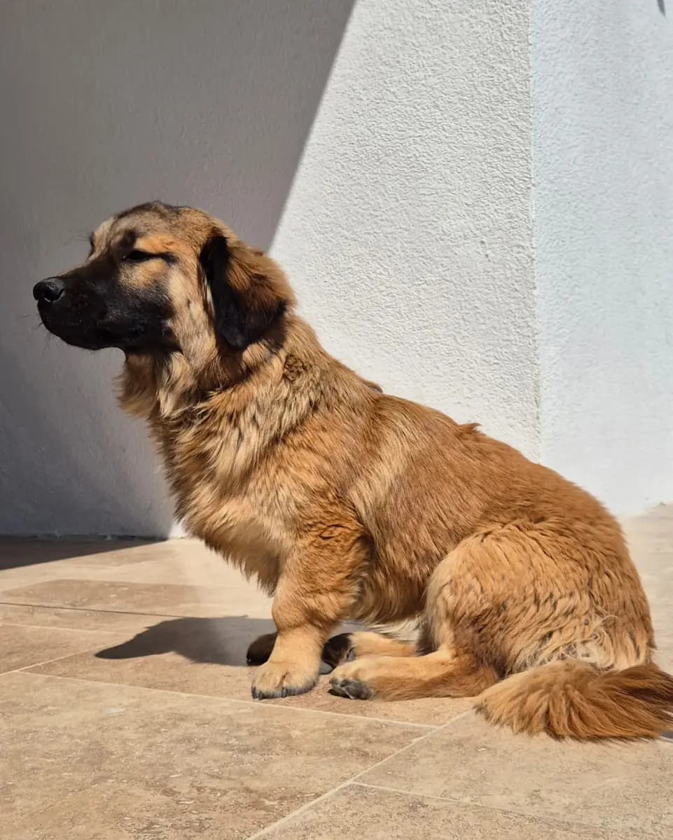 Fethiye Yuva Bekleyen Kopek 5790 Melez Köpek, Muğla