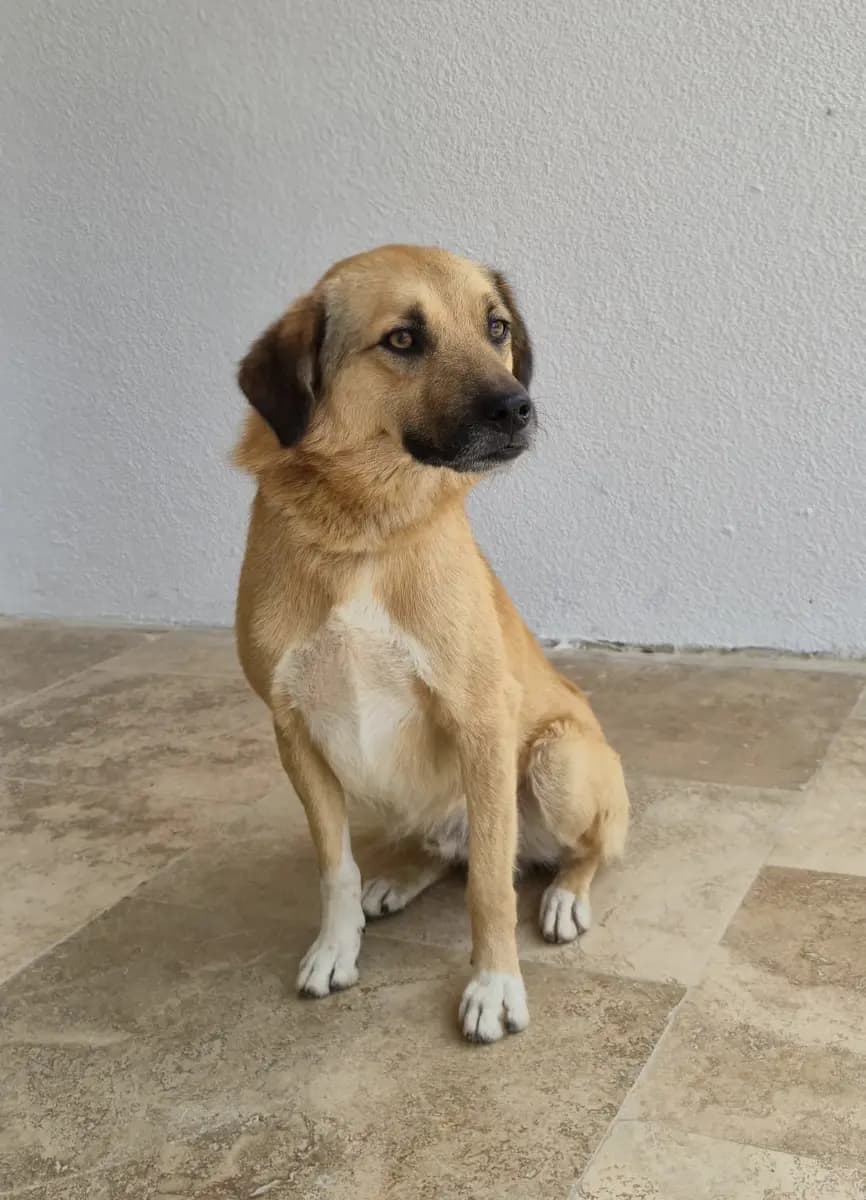 Fethiye Yuva Bekleyen Kopek 5812 Melez Köpek, Muğla