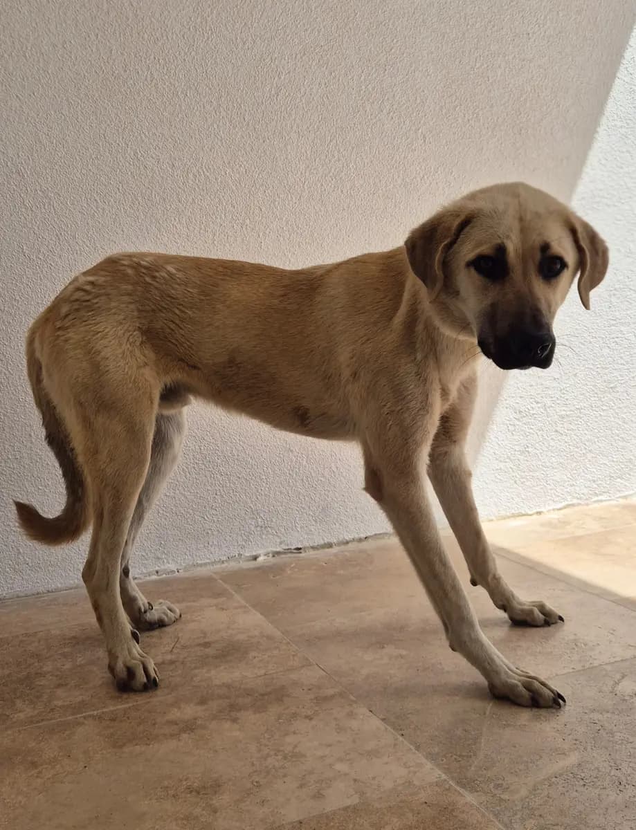 Fethiye Yuva Bekleyen Kopek 5813 Melez Köpek, Muğla