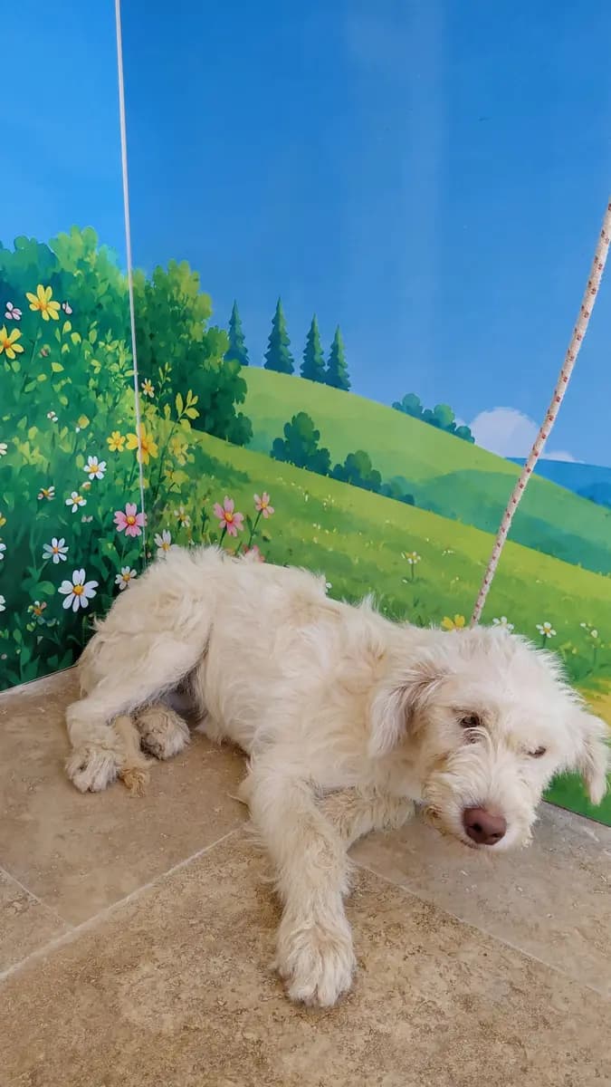 Fethiye Melez Köpek Melez Köpek fotoğrafı