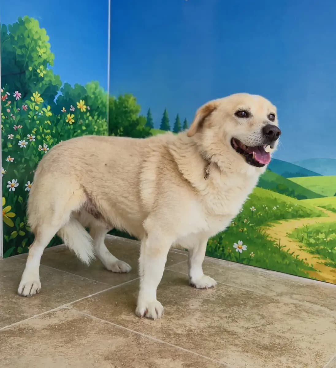 Fethiye Yuva Bekleyen Kopek 5861 Melez Köpek, Muğla
