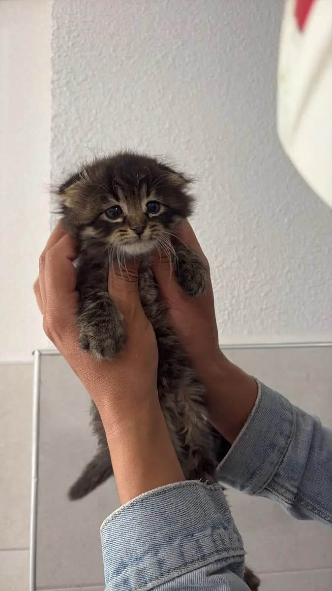 Fethiye Yuva Bekleyen Kedi 5879 Melez Kedi, Muğla