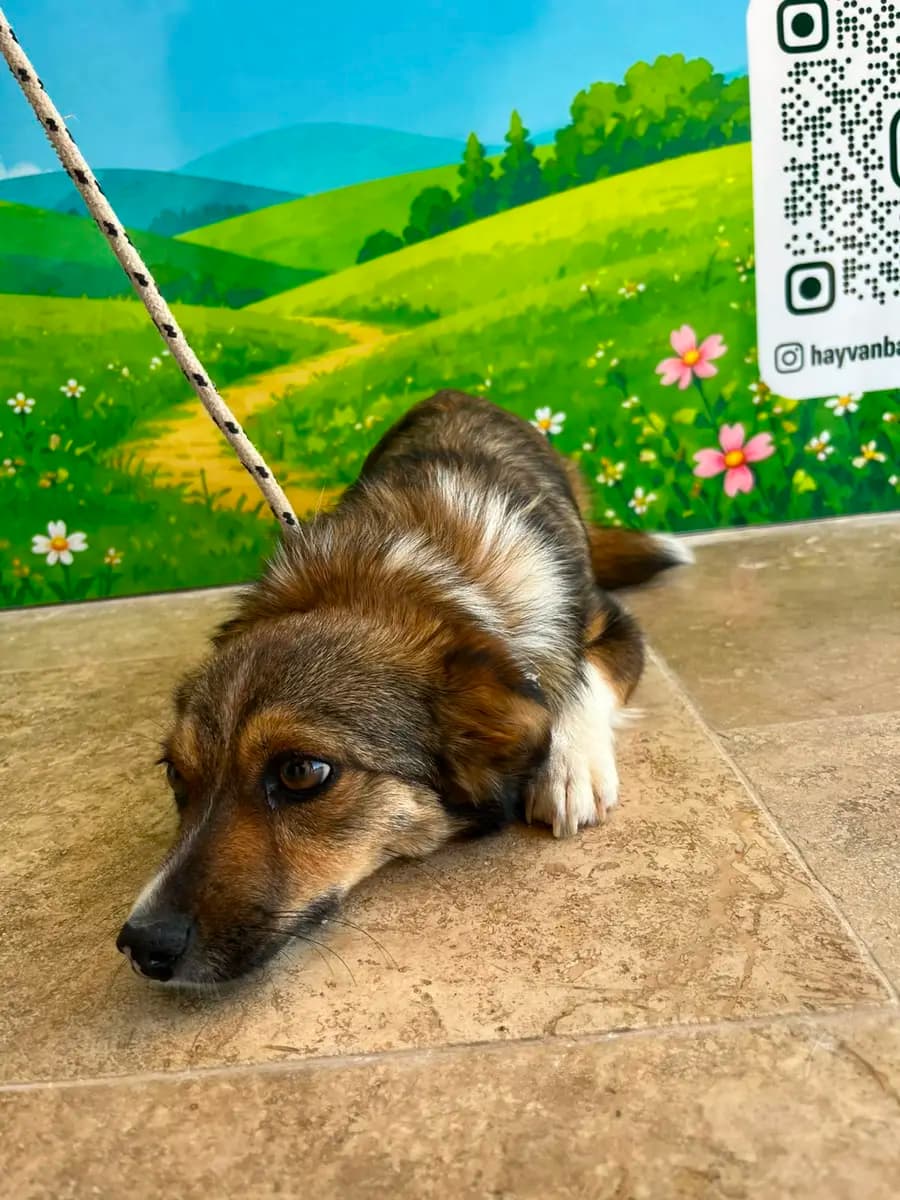 Fethiye Melez Köpek Melez Köpek, Muğla