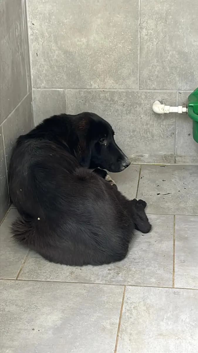 Fethiye Melez Köpek Melez Köpek, Muğla
