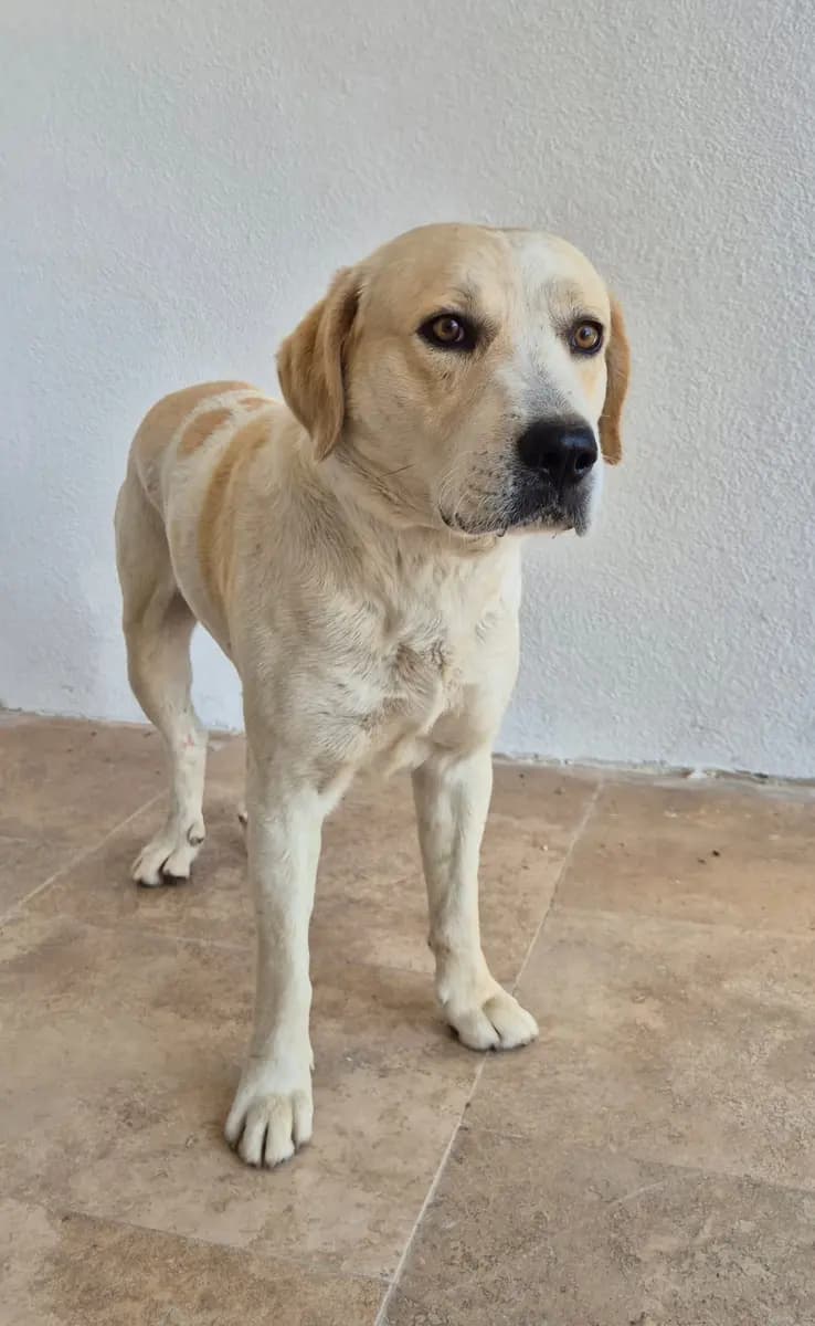 Fethiye Yuva Bekleyen Kopek 5916 Melez Köpek, Muğla