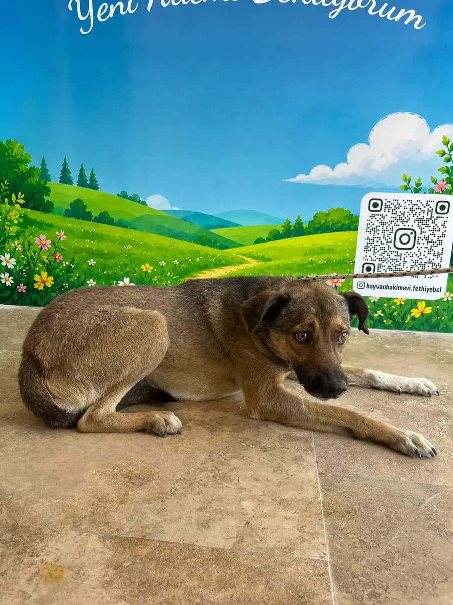 Fethiye Melez Köpek Melez Köpek, Muğla