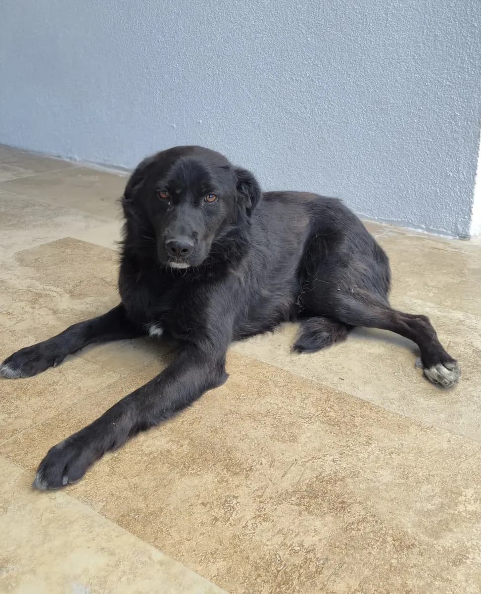 Fethiye Yuva Bekleyen Kopek 5938 Melez Köpek, Muğla