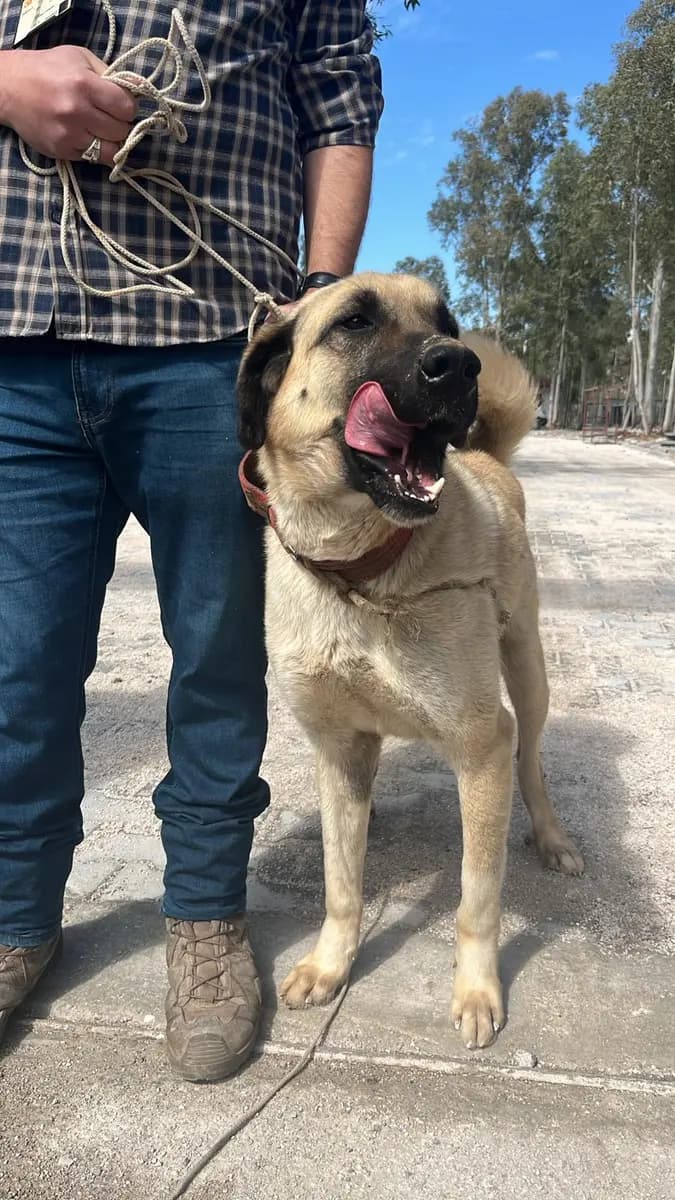 Fethiye Melez Köpek Melez Köpek fotoğrafı
