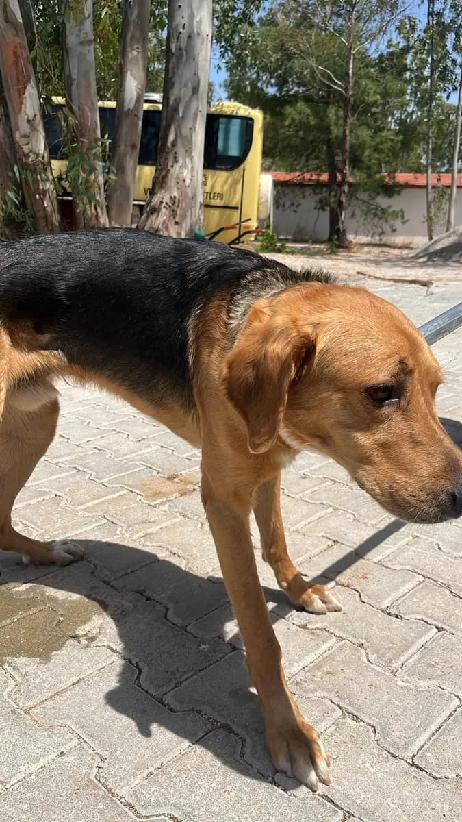 Fethiye Melez Köpek Melez Köpek, Muğla