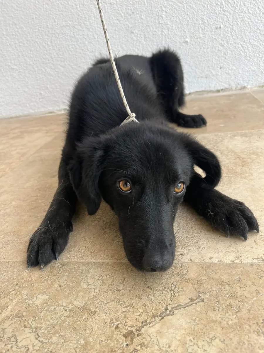 Fethiye Yuva Bekleyen Kopek 5945 Melez Köpek, Muğla