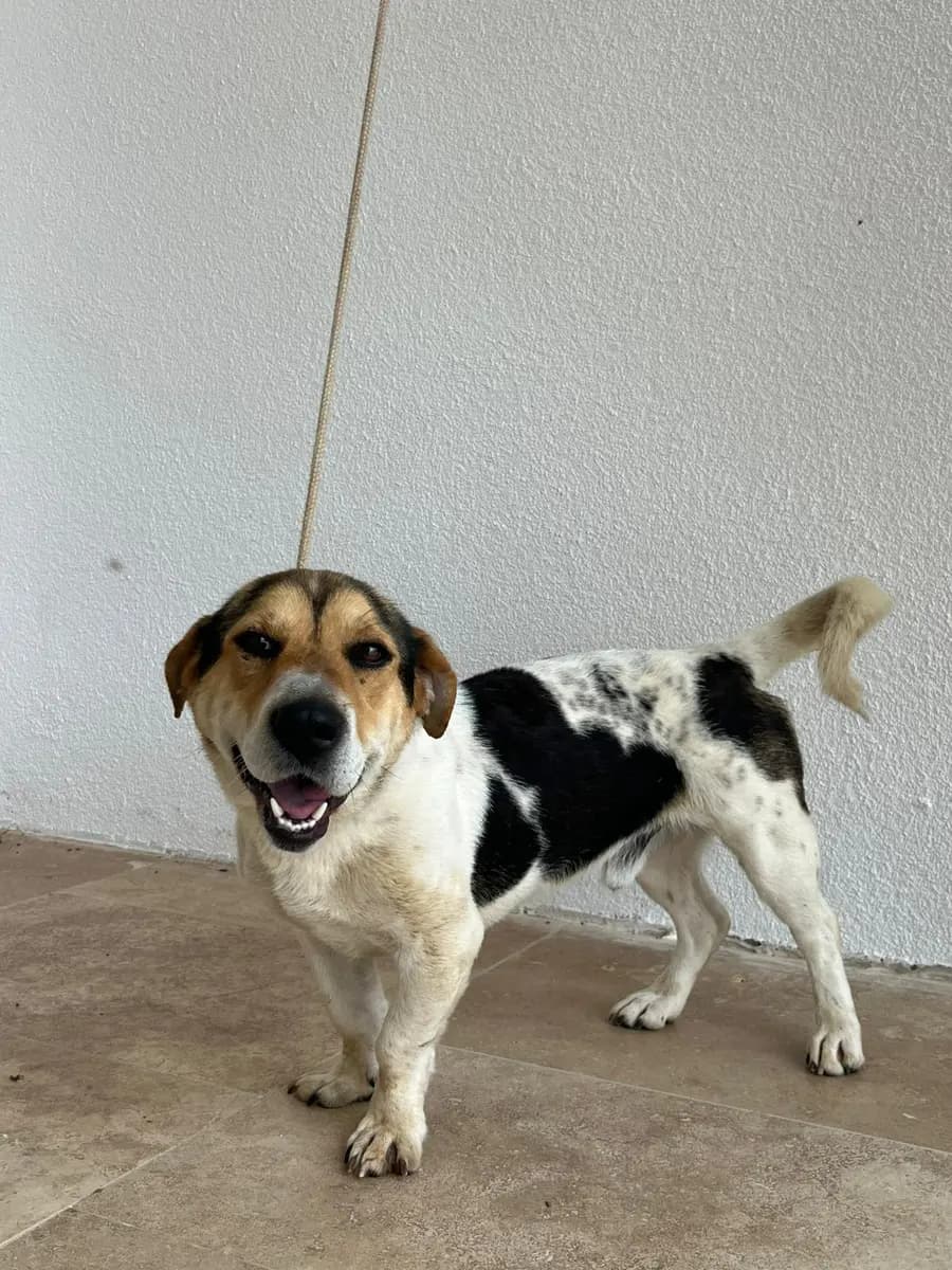 Fethiye Yuva Bekleyen Kopek 5948 Melez Köpek, Muğla