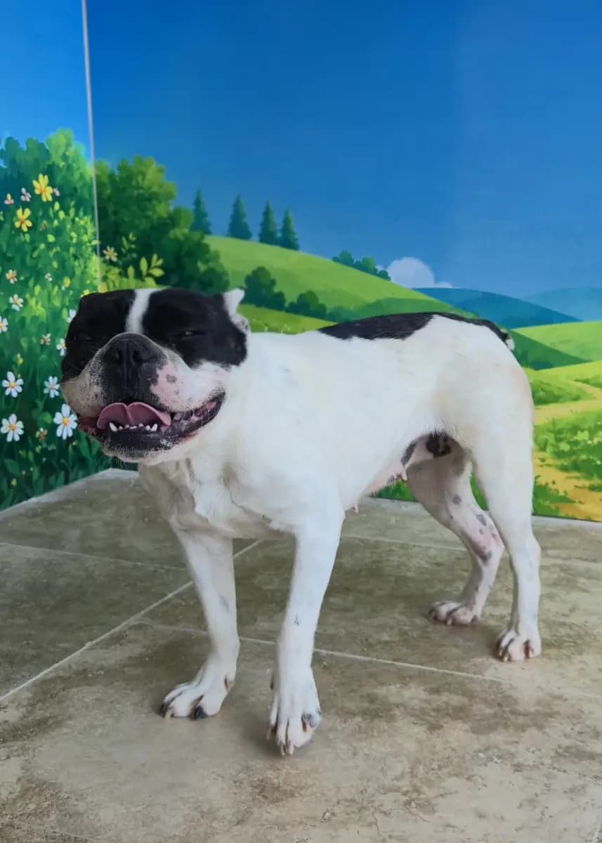 Fethiye Yuva Bekleyen Kopek 5953 Melez Köpek, Muğla
