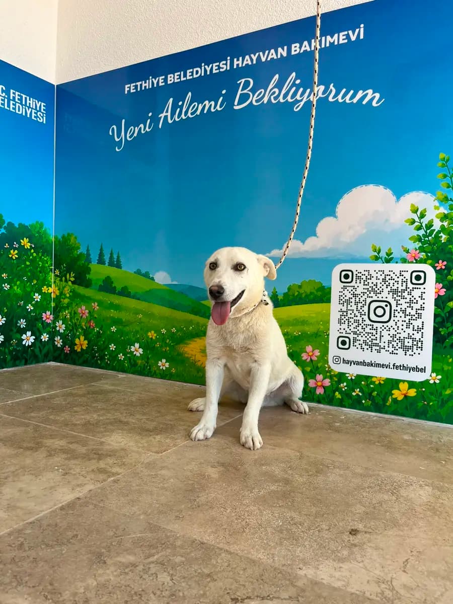Fethiye Yuva Bekleyen Kopek 5959 Melez Köpek, Muğla