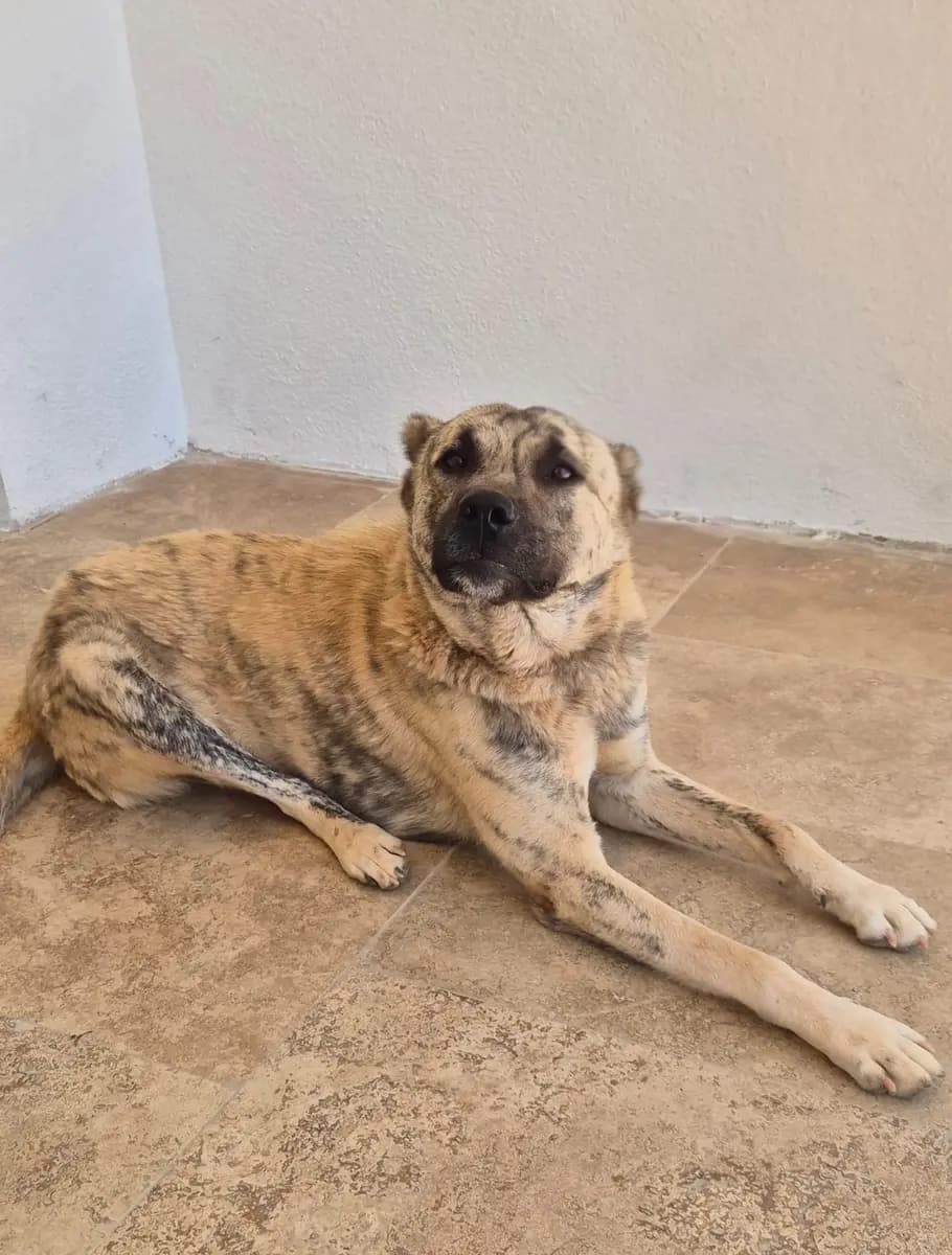 Fethiye Yuva Bekleyen Kopek 5995 Melez Köpek, Muğla
