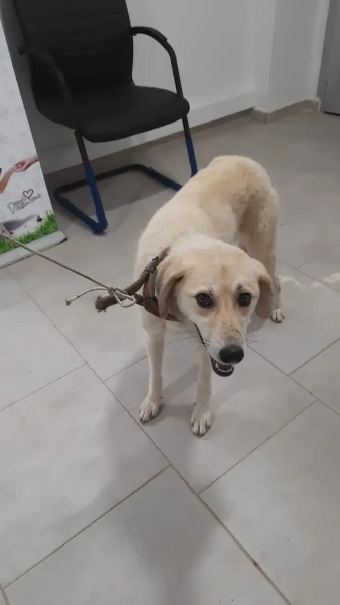 Fethiye Melez Köpek Melez Köpek, Muğla