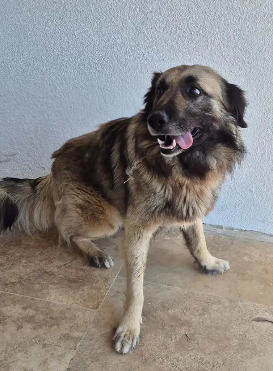 Fethiye Yuva Bekleyen Kopek 6103 Melez Köpek, Muğla