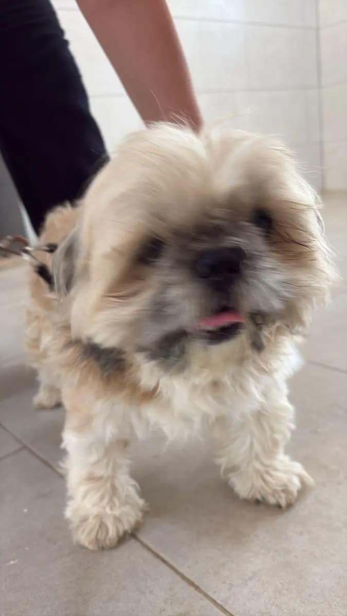 Fethiye Yuva Bekleyen Kopek 6115 Melez Köpek, Muğla