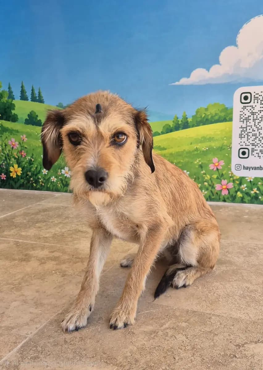 Fethiye Yuva Bekleyen Kopek 6117 Melez Köpek, Muğla