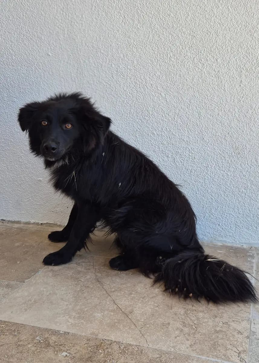 Fethiye Yuva Bekleyen Kopek 6124 Melez Köpek, Muğla