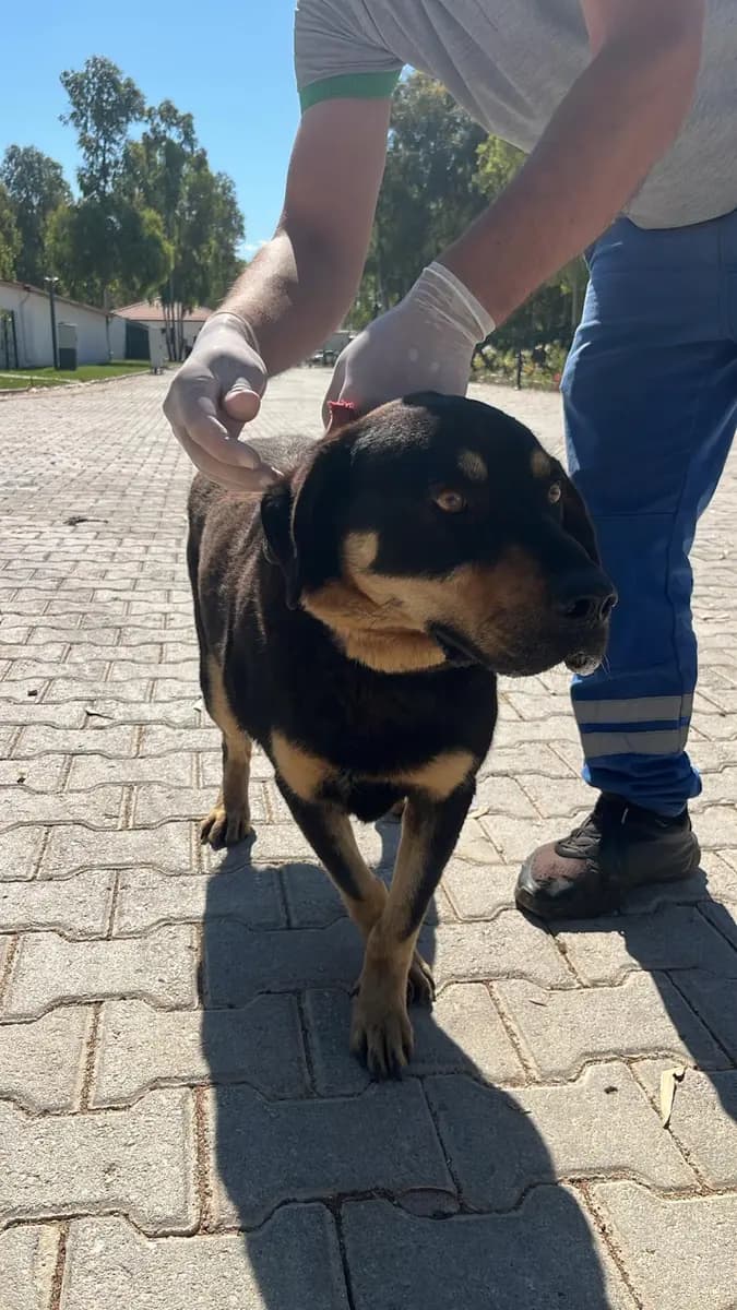 Fethiye Yuva Bekleyen Kopek 6125 Melez Köpek, Muğla