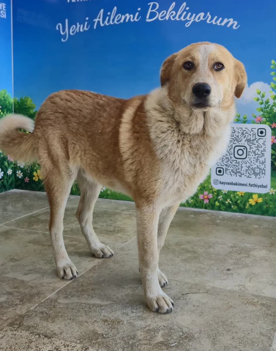 Fethiye Yuva Bekleyen Kopek 6181 Melez Köpek, Muğla