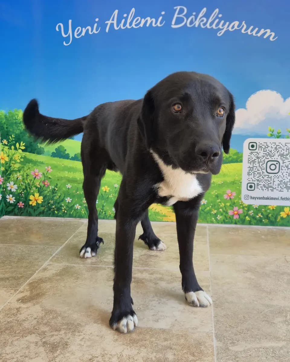 Fethiye Yuva Bekleyen Kopek 6202 Melez Köpek, Muğla