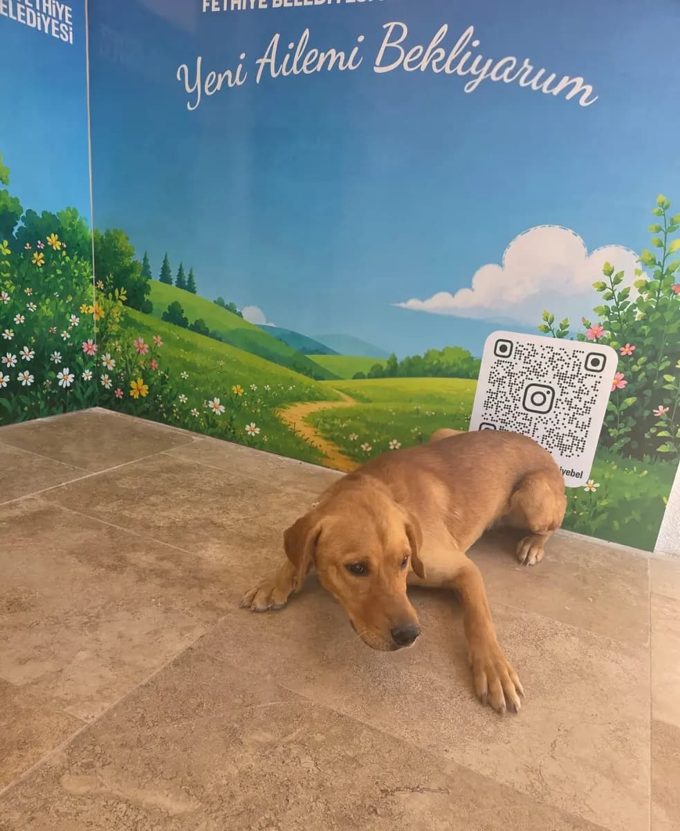 Fethiye Yuva Bekleyen Kopek 6203 Melez Köpek, Muğla