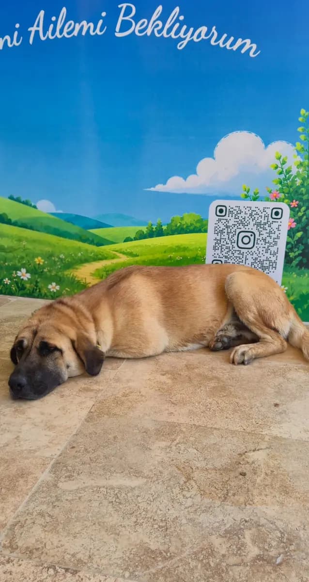 Fethiye Yuva Bekleyen Kopek 6264 Melez Köpek, Muğla