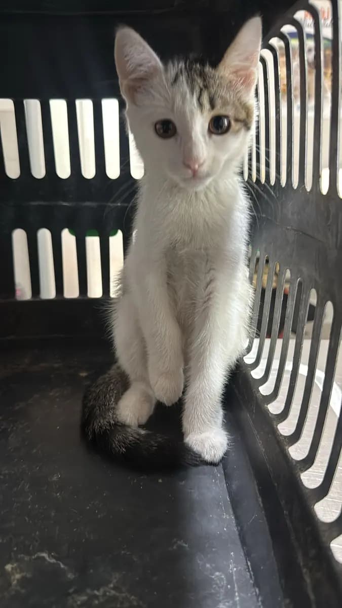 Fethiye Yuva Bekleyen Kedi 6268 Melez Kedi, Muğla