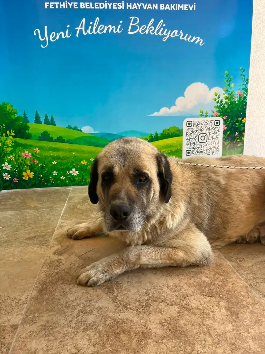 Fethiye Melez Köpek Melez Köpek, Muğla