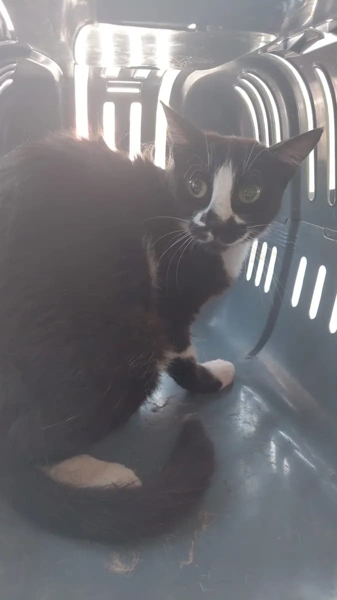 Fethiye Yuva Bekleyen Kedi 6321 Melez Kedi, Muğla
