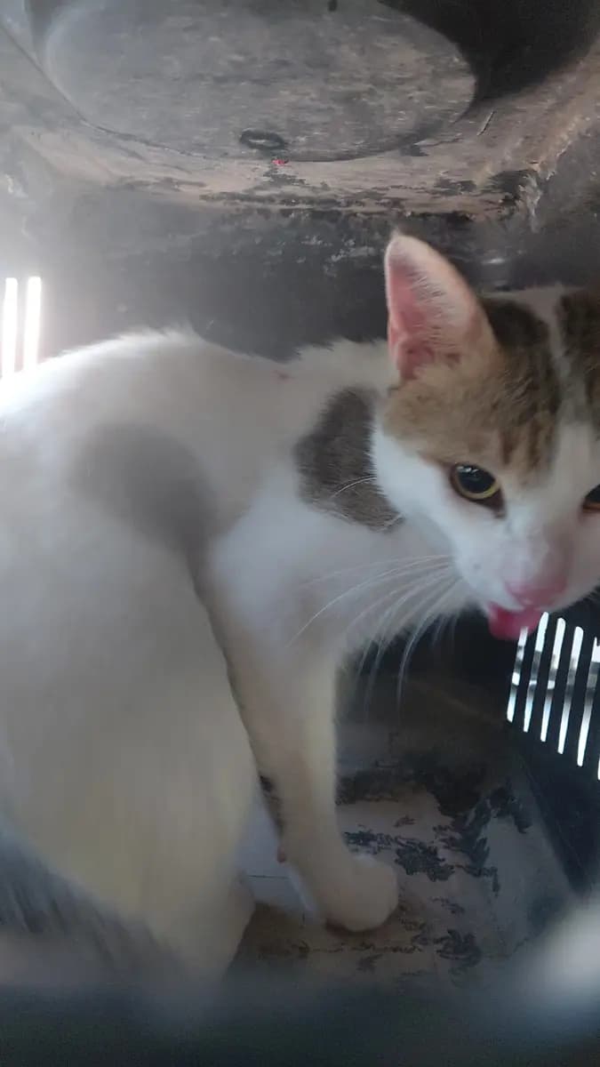 Fethiye Yuva Bekleyen Kedi 6327 Melez Kedi, Muğla