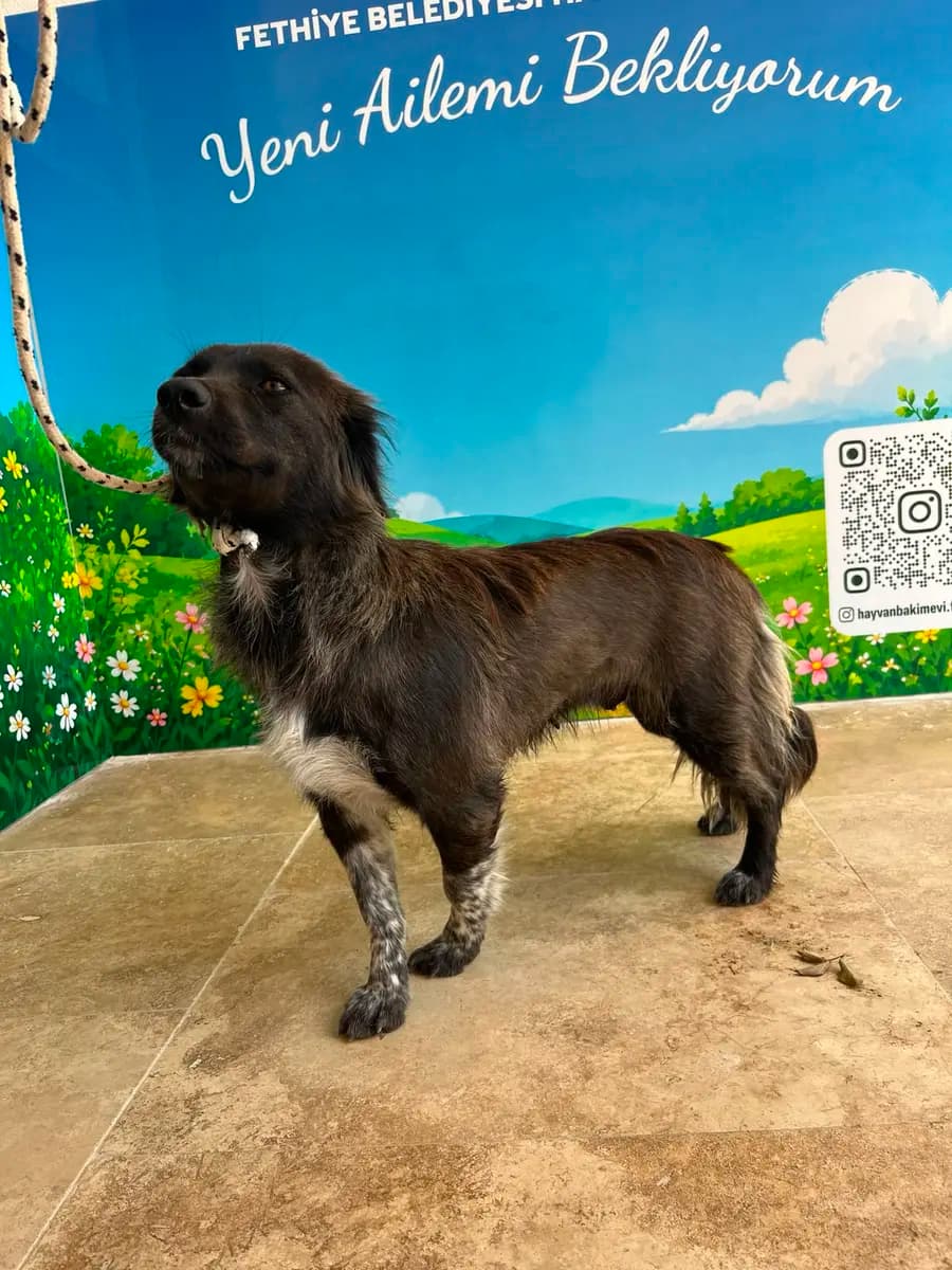 Fethiye Yuva Bekleyen Kopek 6336 Melez Köpek, Muğla
