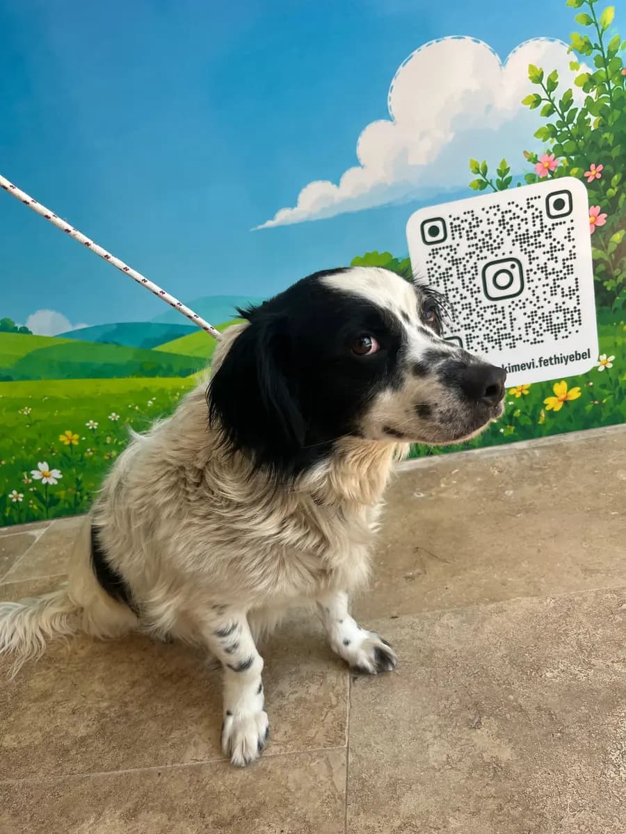 Fethiye Melez Köpek Melez Köpek fotoğrafı